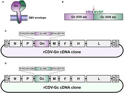 Recovery of Two Replication-Competent Canine Distemper Viruses That Separately Express Dabie Bandavirus Gn and Gc